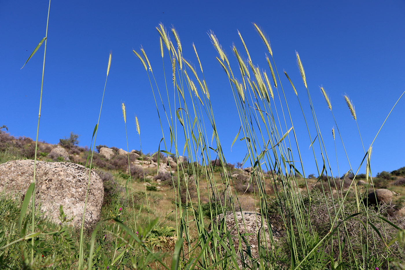 Image of Hordeum bulbosum specimen.