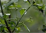 Euonymus europaeus