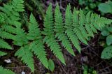 Dryopteris carthusiana