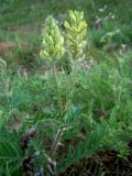 Oxytropis pilosa
