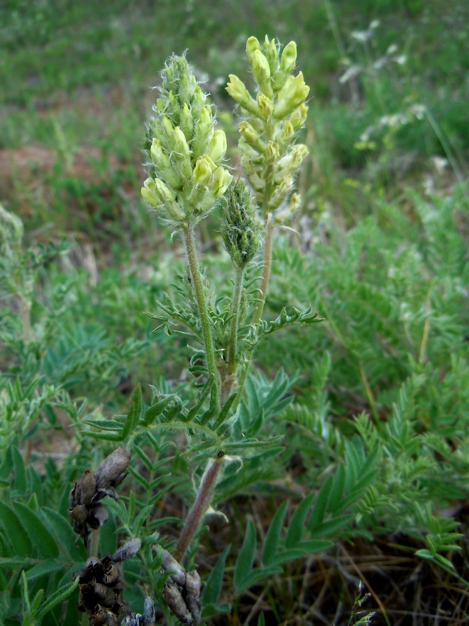 Изображение особи Oxytropis pilosa.