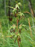 Campanula trachelium