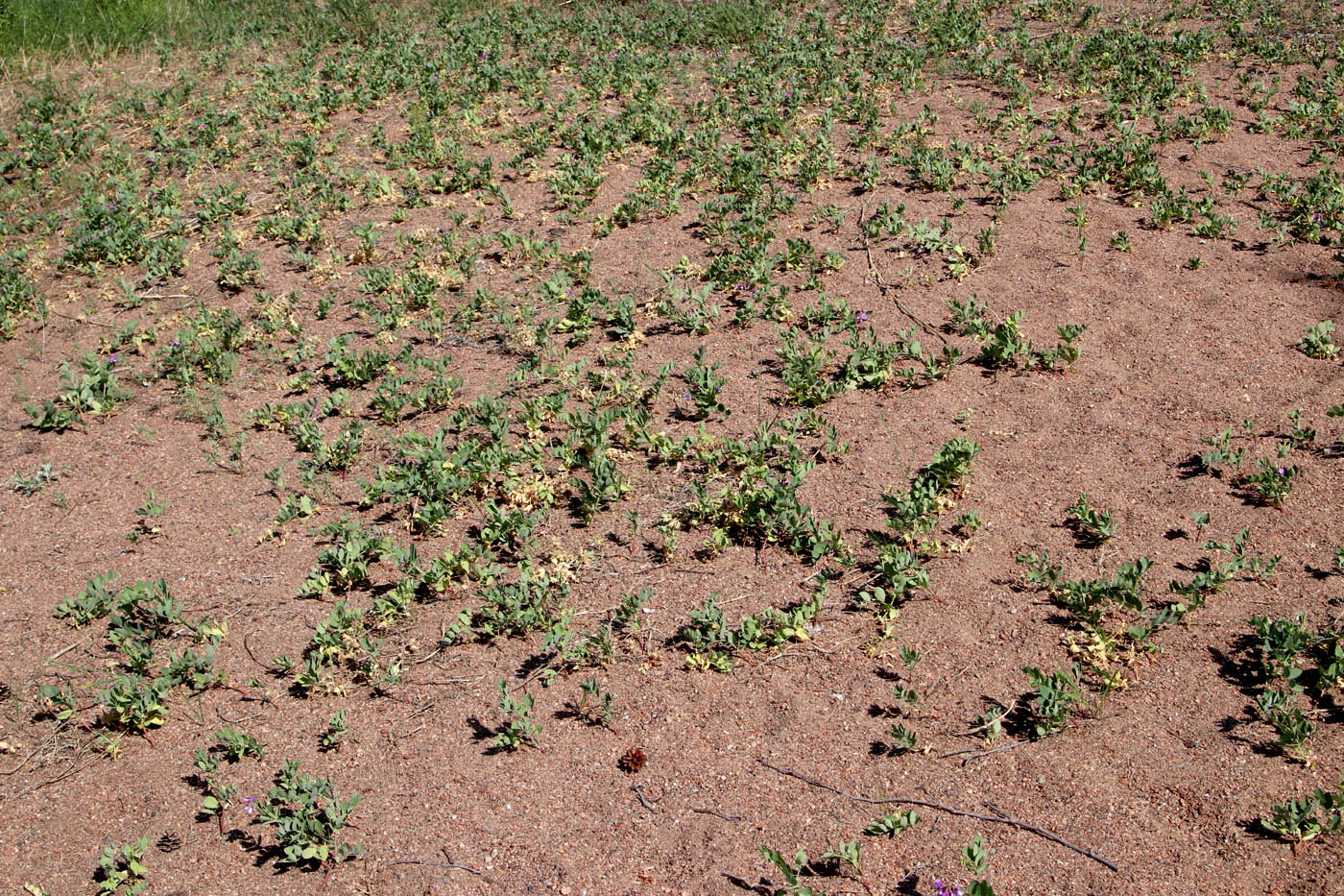 Image of Lathyrus japonicus ssp. pubescens specimen.