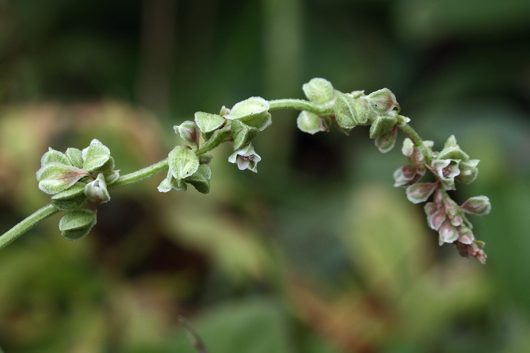 Image of Fallopia convolvulus specimen.