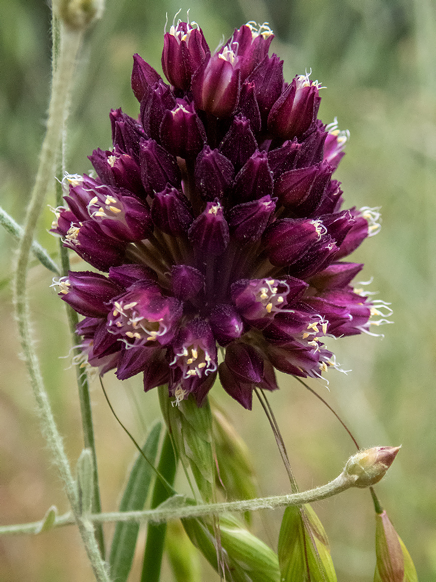 Image of Allium rotundum specimen.