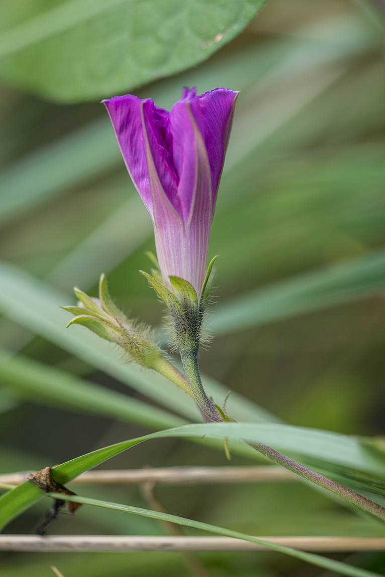 Изображение особи Ipomoea purpurea.