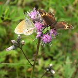 Saussurea parviflora. Соцветия. Питаются чешуекрылые-сатиры (Nymphalidae, Satyrinae): сенница памфил Coenonympha pamphilus (слева) и чернушка енисейская Erebia jenisseiensis. Читинская обл., 60 км С-З Читы, окр. оз. Арахлей. 6 августа 2006 г.