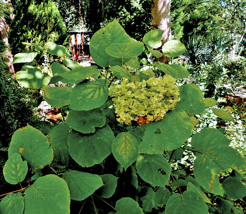 Image of Hydrangea arborescens specimen.