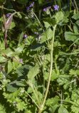 Erodium malacoides