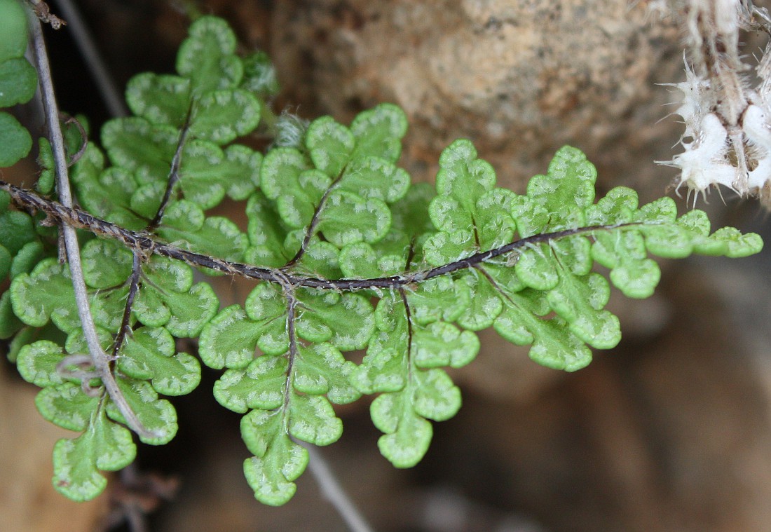 Изображение особи Oeosporangium acrosticum.