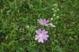 Malva thuringiaca