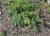 род Pulsatilla. Листья. Чечня, Шаройский р-н, окр. ур. Хиндушты, каменистый склон. 3 июля 2024 г.