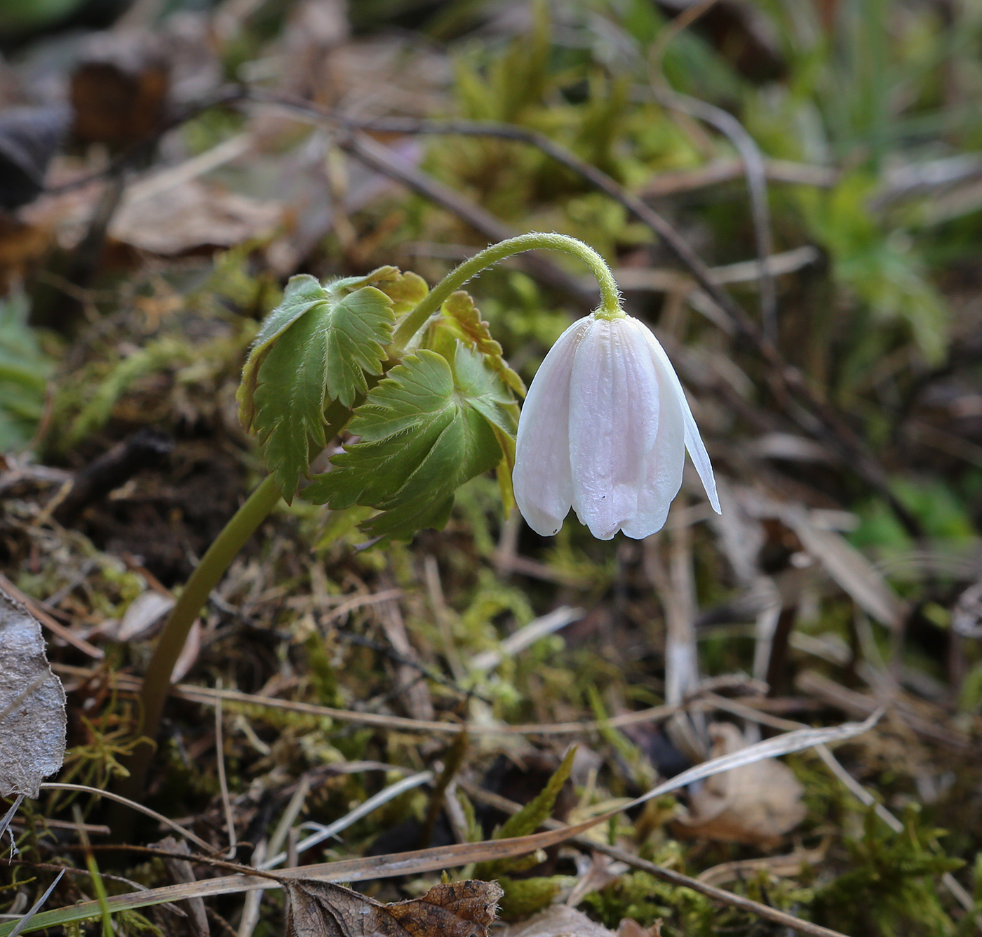 Изображение особи Anemone altaica.
