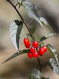 Solanum dulcamara