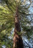 Sequoia sempervirens
