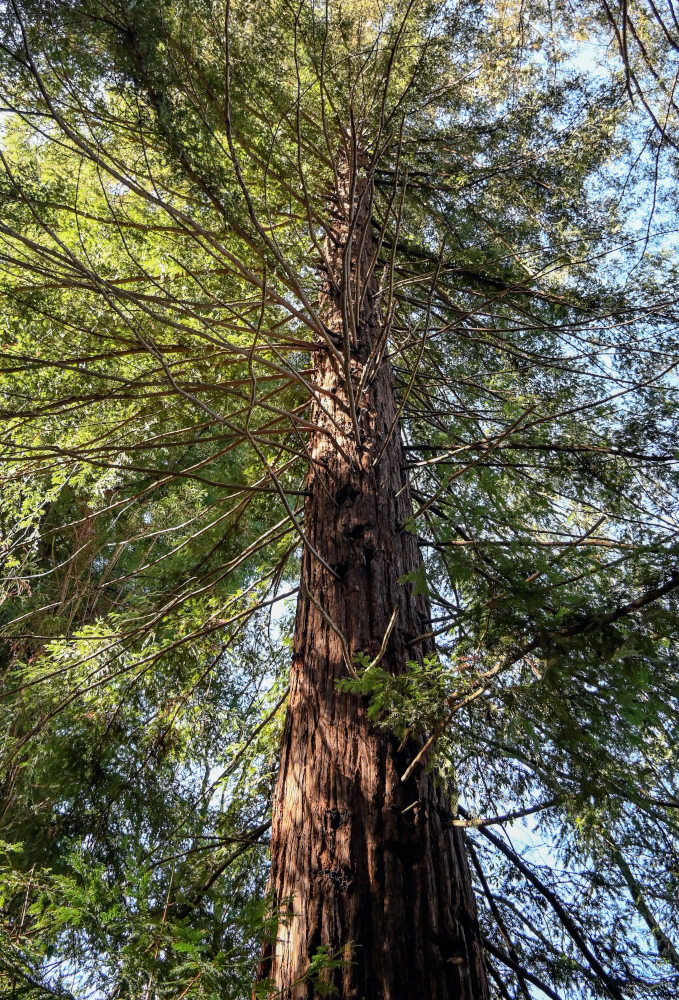 Image of Sequoia sempervirens specimen.