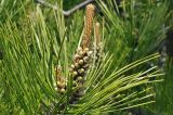 genus Pinus