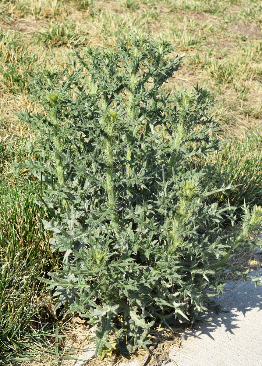 Изображение особи Cirsium vulgare.