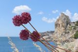Allium ampeloprasum