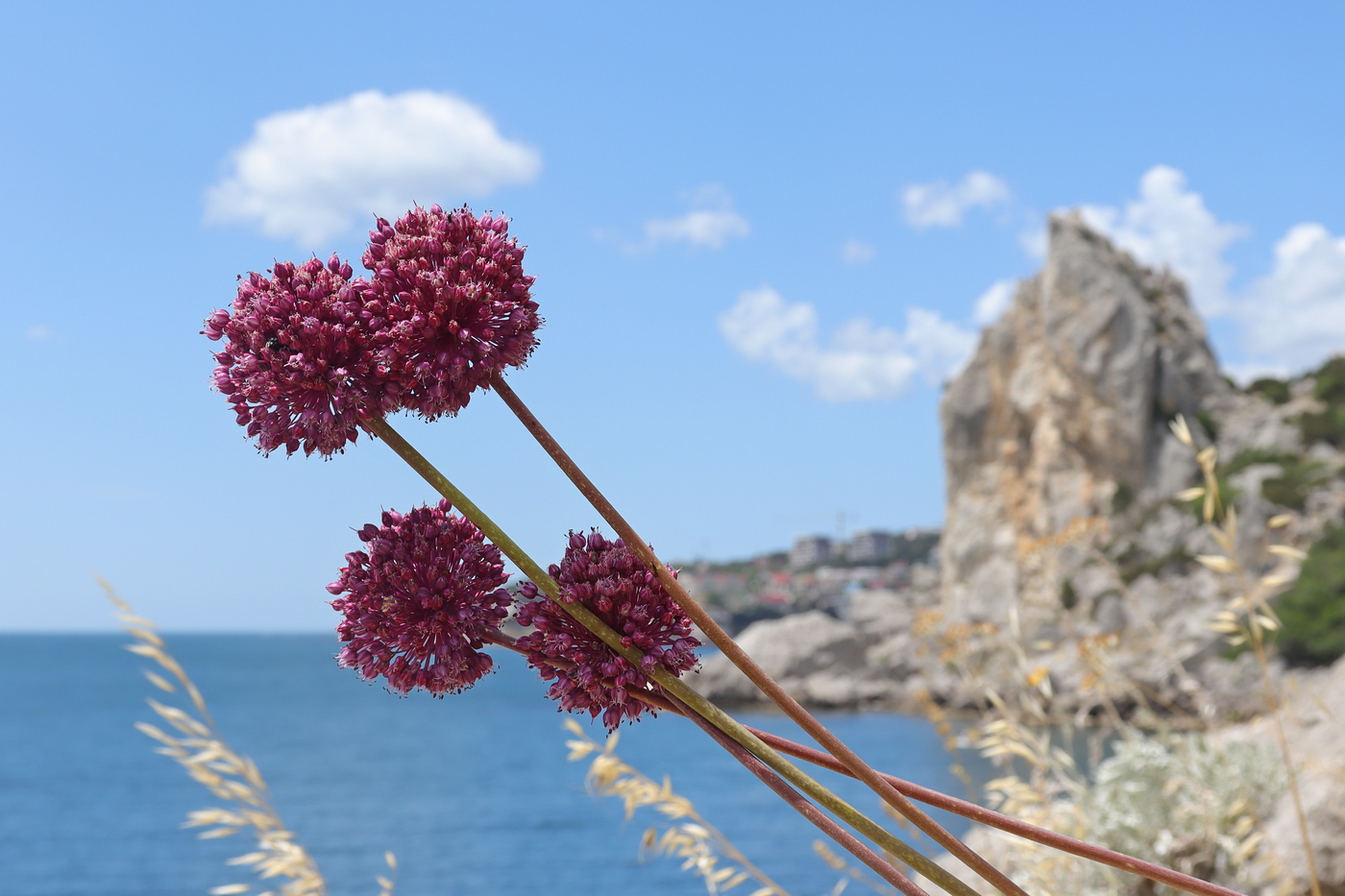 Image of Allium ampeloprasum specimen.