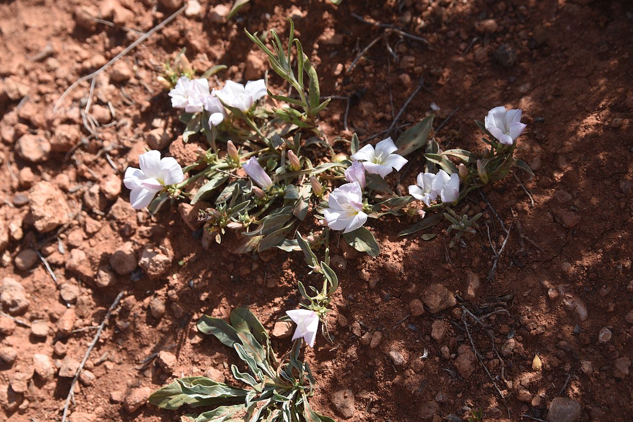 Image of Convolvulus lineatus specimen.