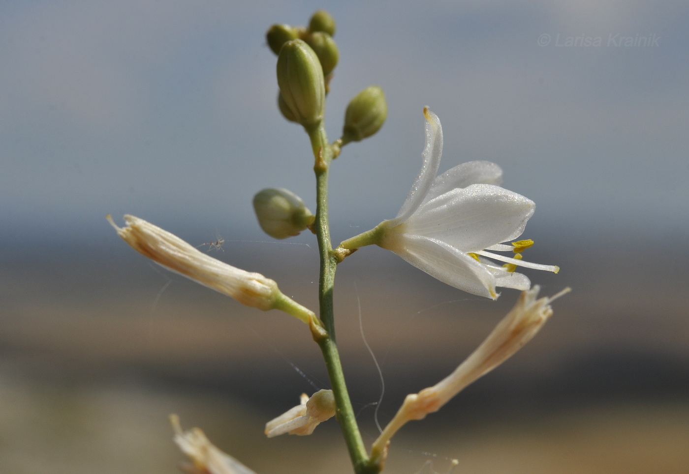 Изображение особи Anthericum ramosum.