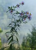 Boltonia lautureana. Верхушка цветущего растения. Приморский край, Октябрьский р-н, окр. с. Чернятино, опушка дубового леса. 08.09.2025.