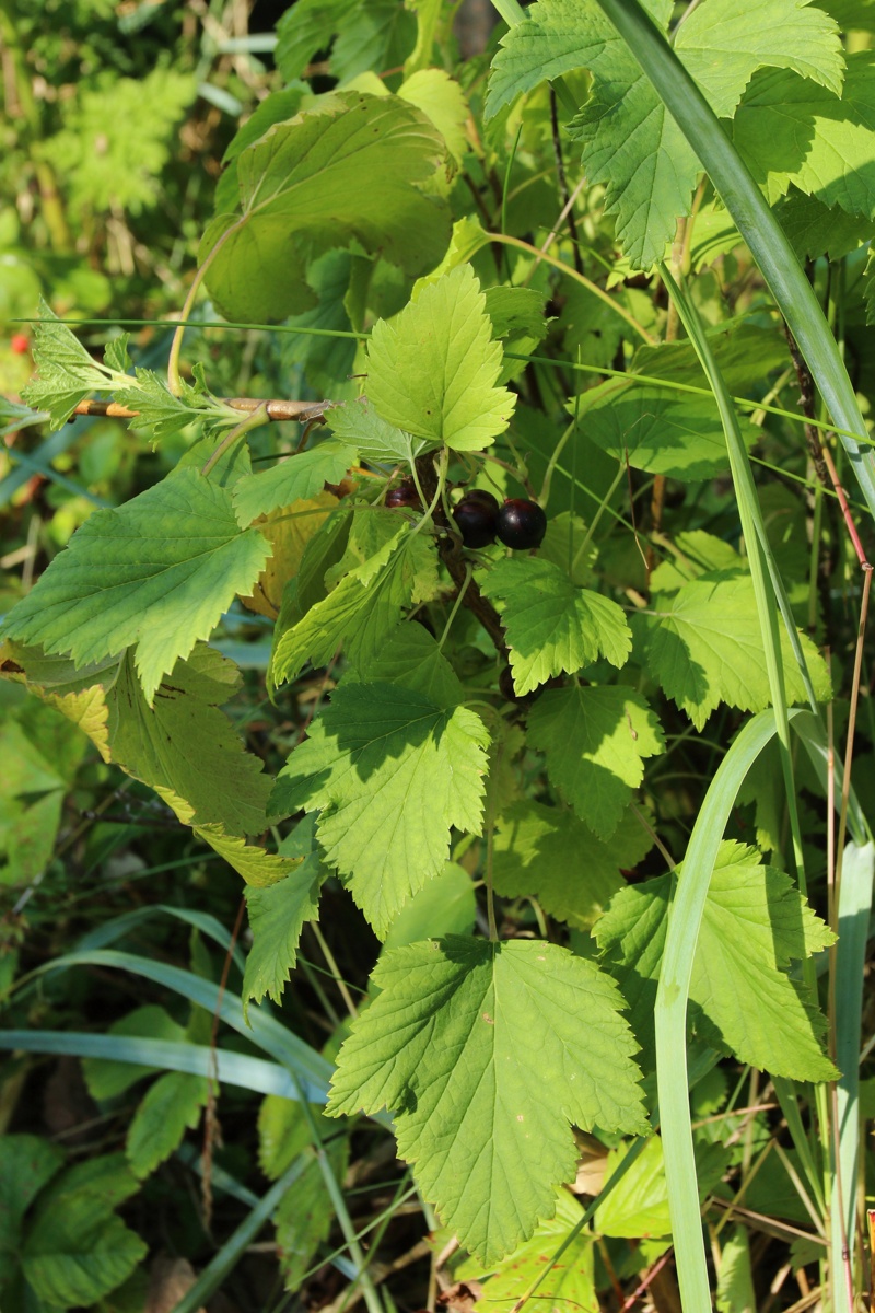 Image of Ribes nigrum specimen.