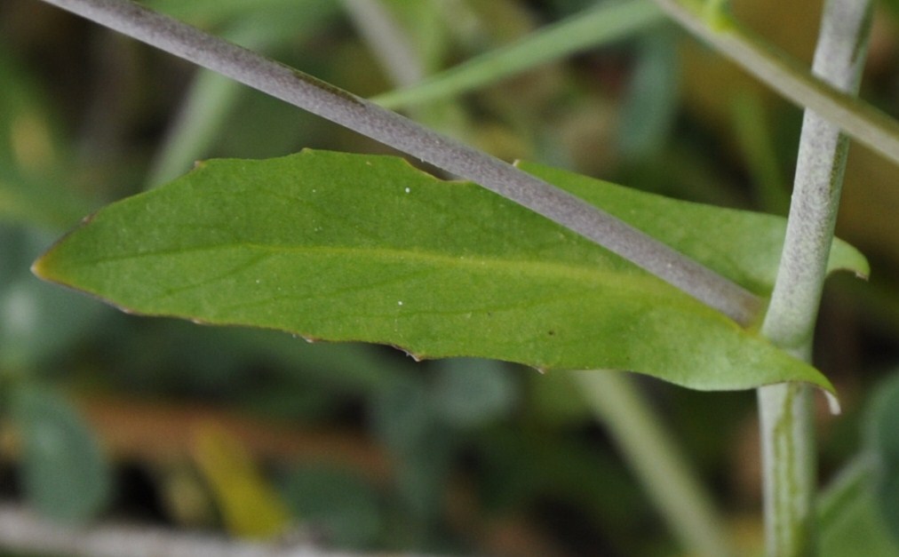 Изображение особи Calepina irregularis.