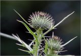 Cirsium vulgare