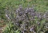Clinopodium nepeta. Цветущие растения. Испания, Каталония, пров. Жирона, комарка Баш Эмпорда, муниципалитет Паламос, берег р. Ауби, высокотравный луг после скашивания. 19.10.2025.