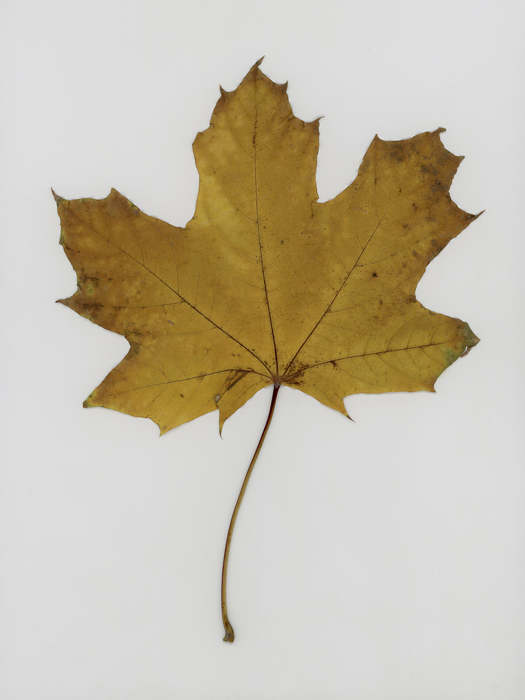 Image of Acer platanoides specimen.