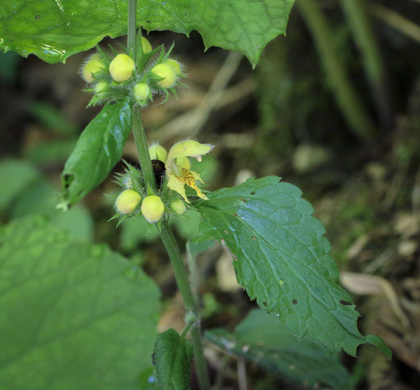 Изображение особи Galeobdolon luteum.