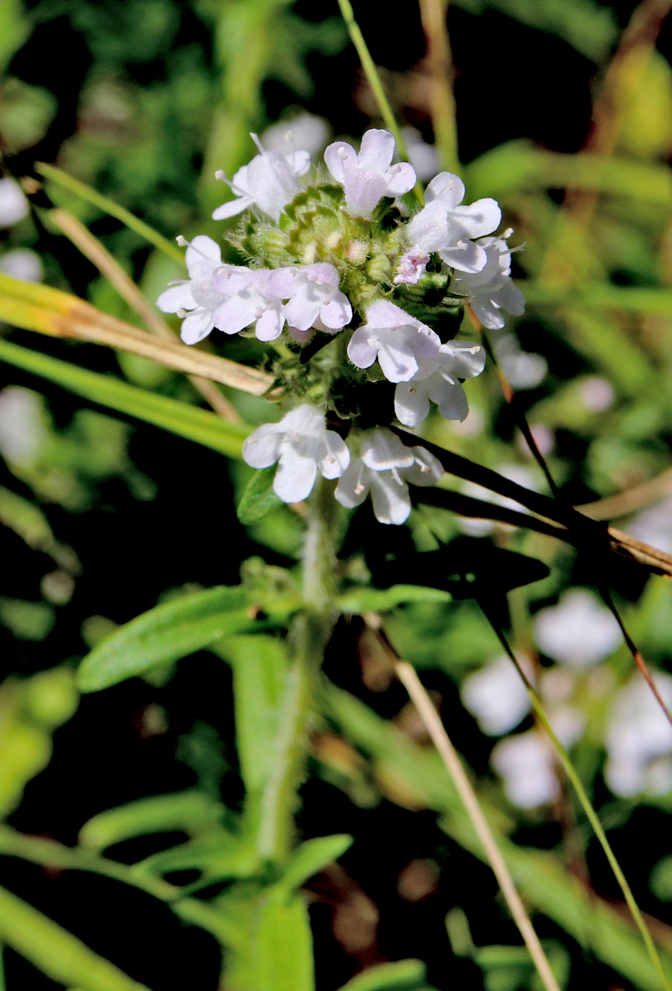 Image of Thymus pallasianus specimen.