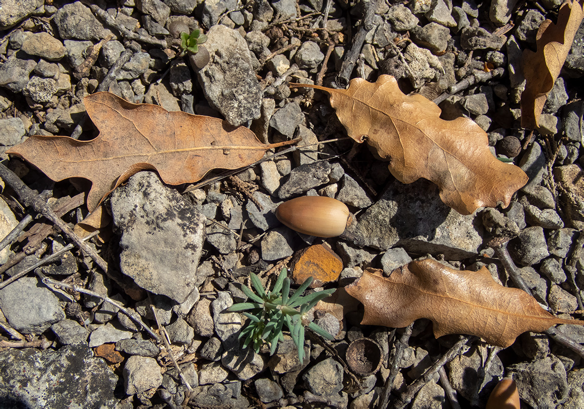 Изображение особи род Quercus.