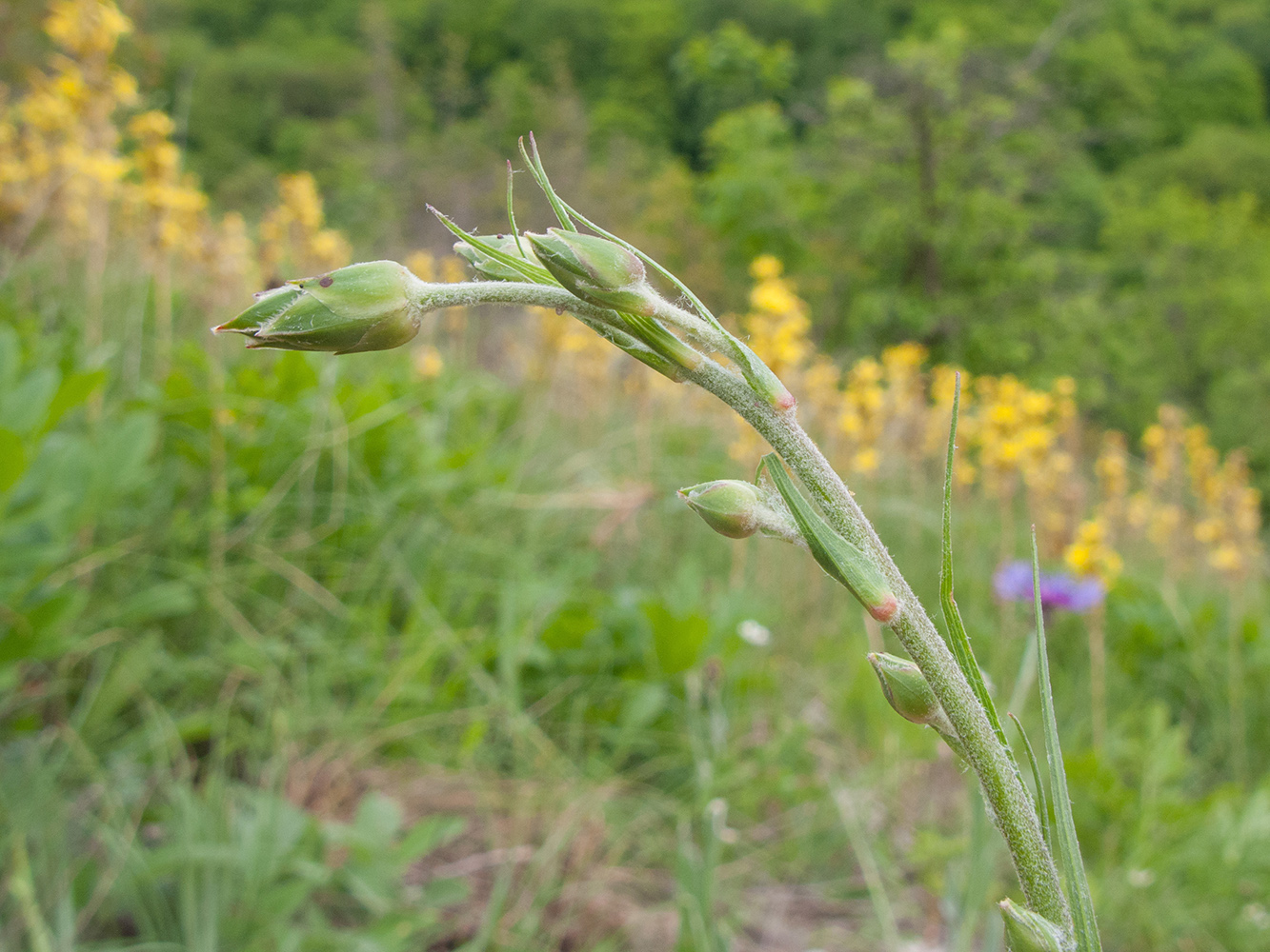 Изображение особи Scorzonera stricta.