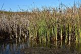 View full-size image Typha angustifolia