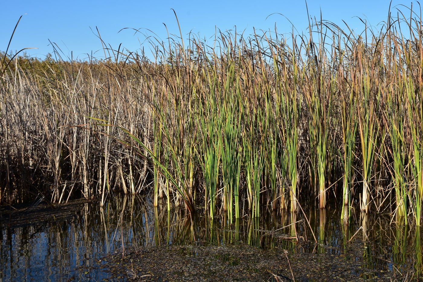 Изображение особи Typha angustifolia.