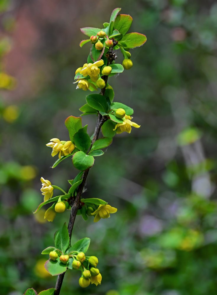 Изображение особи Berberis diaphana.