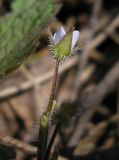 Veronica sublobata