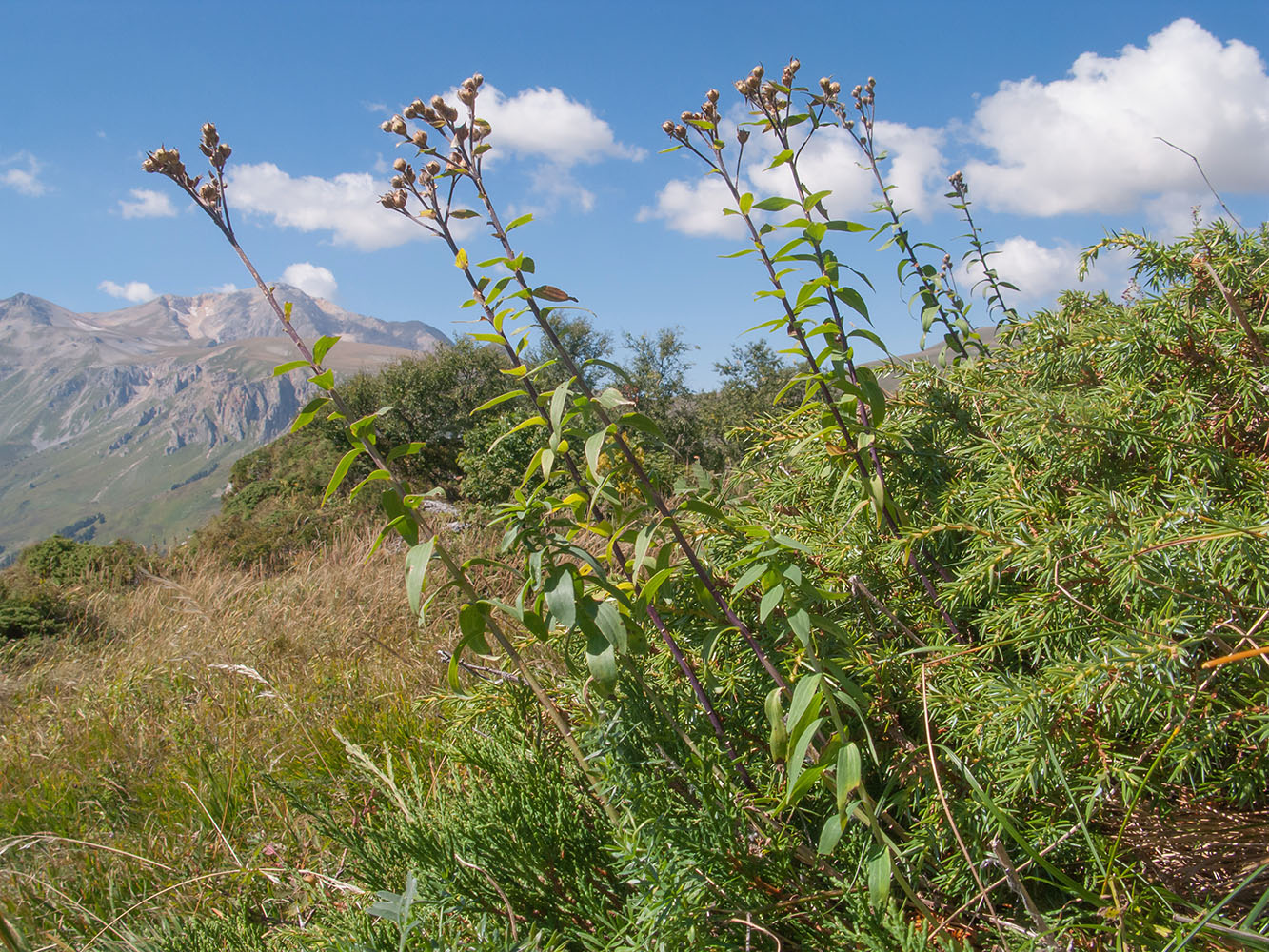Изображение особи Linum hypericifolium.
