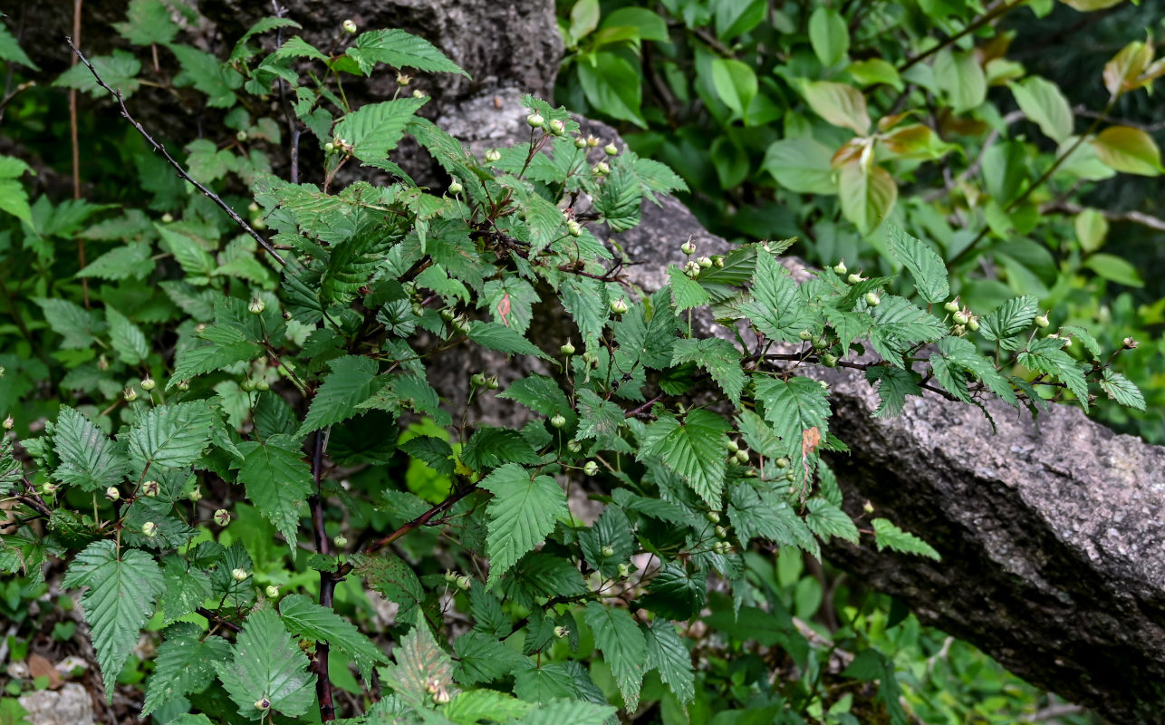 Image of Rubus conduplicatus specimen.