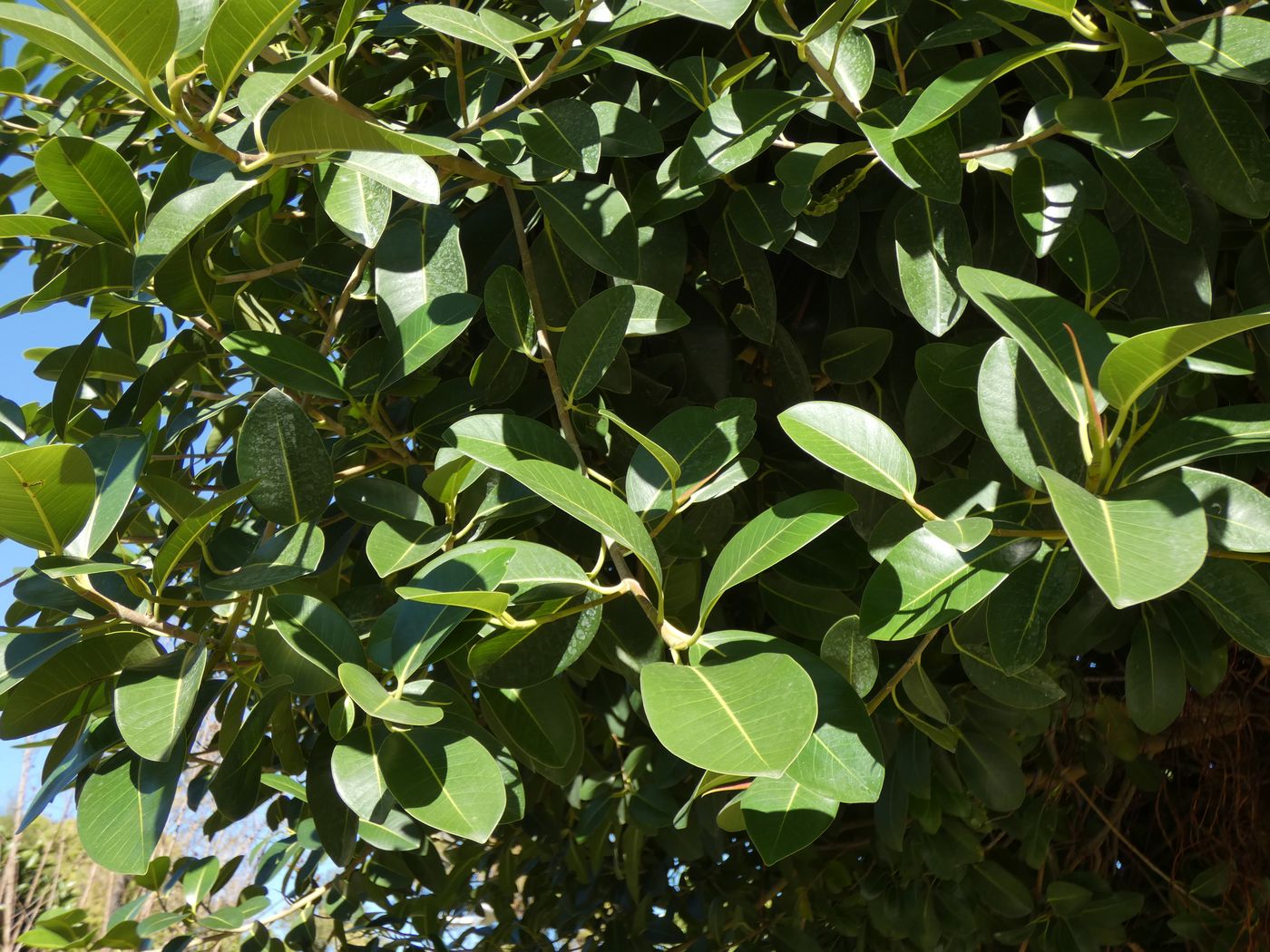 Image of Ficus benghalensis specimen.