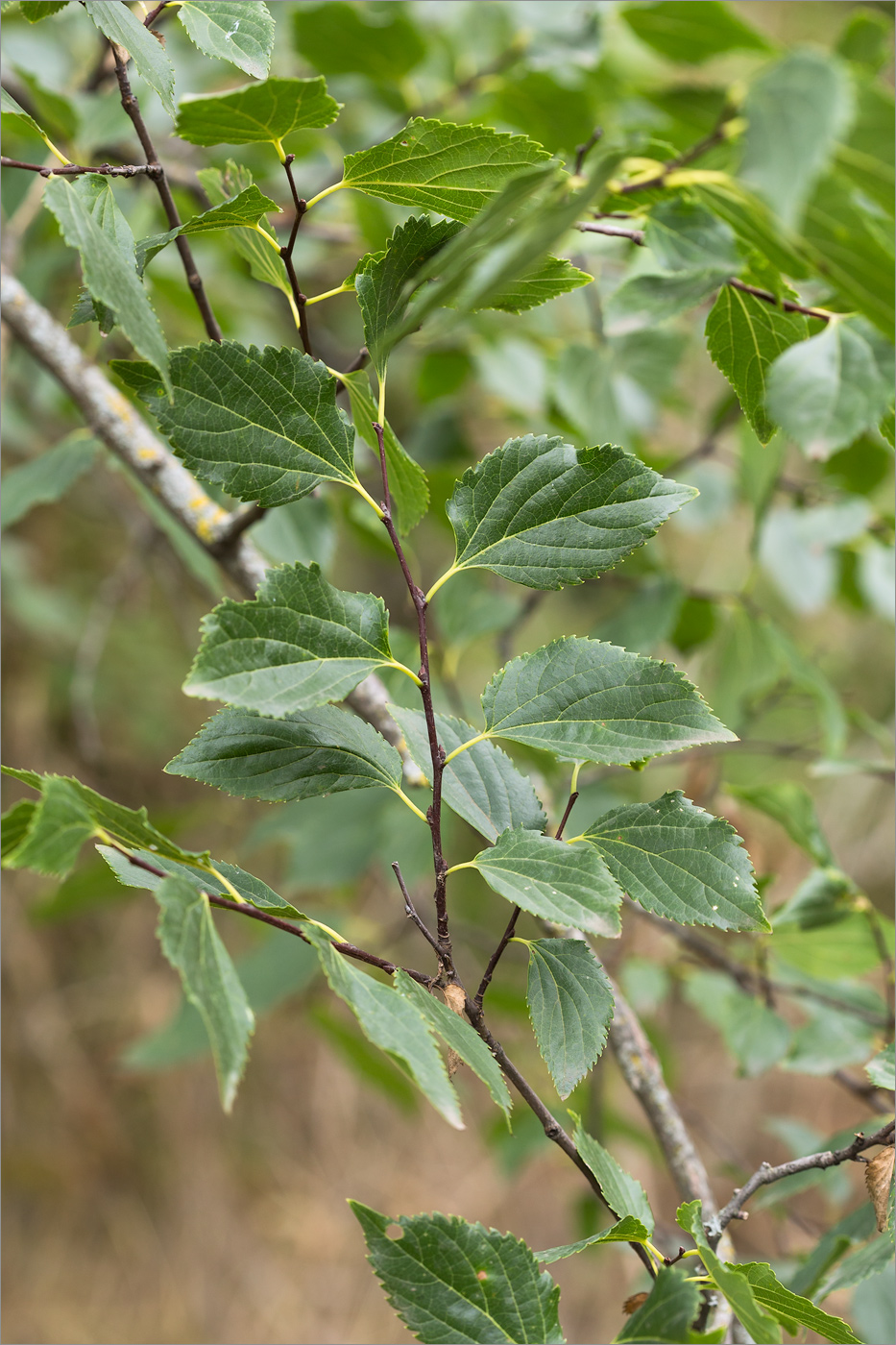 Изображение особи Celtis glabrata.