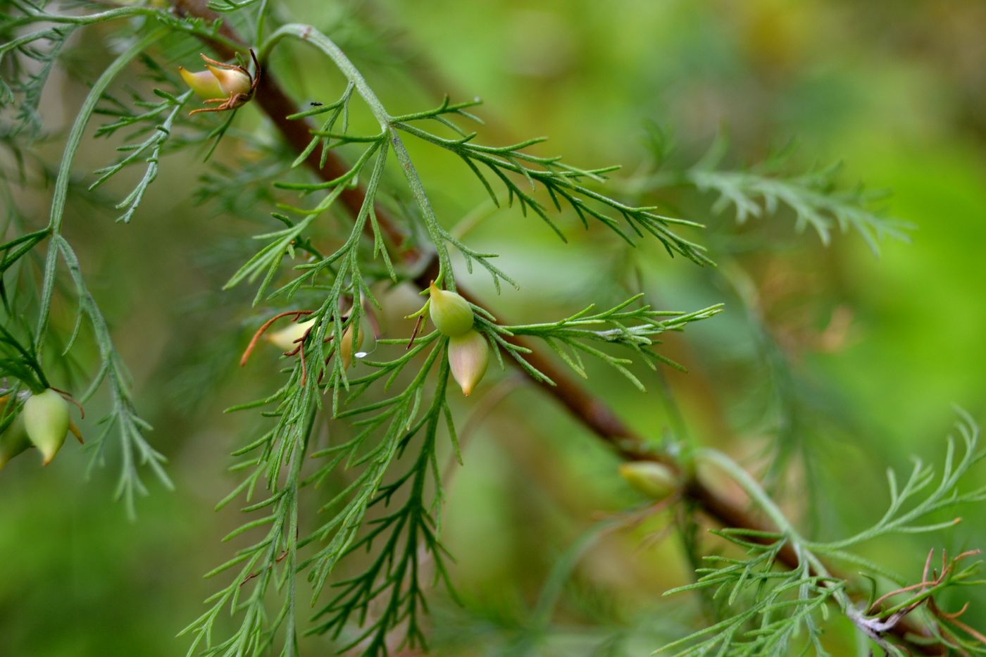 Изображение особи Artemisia abrotanum.