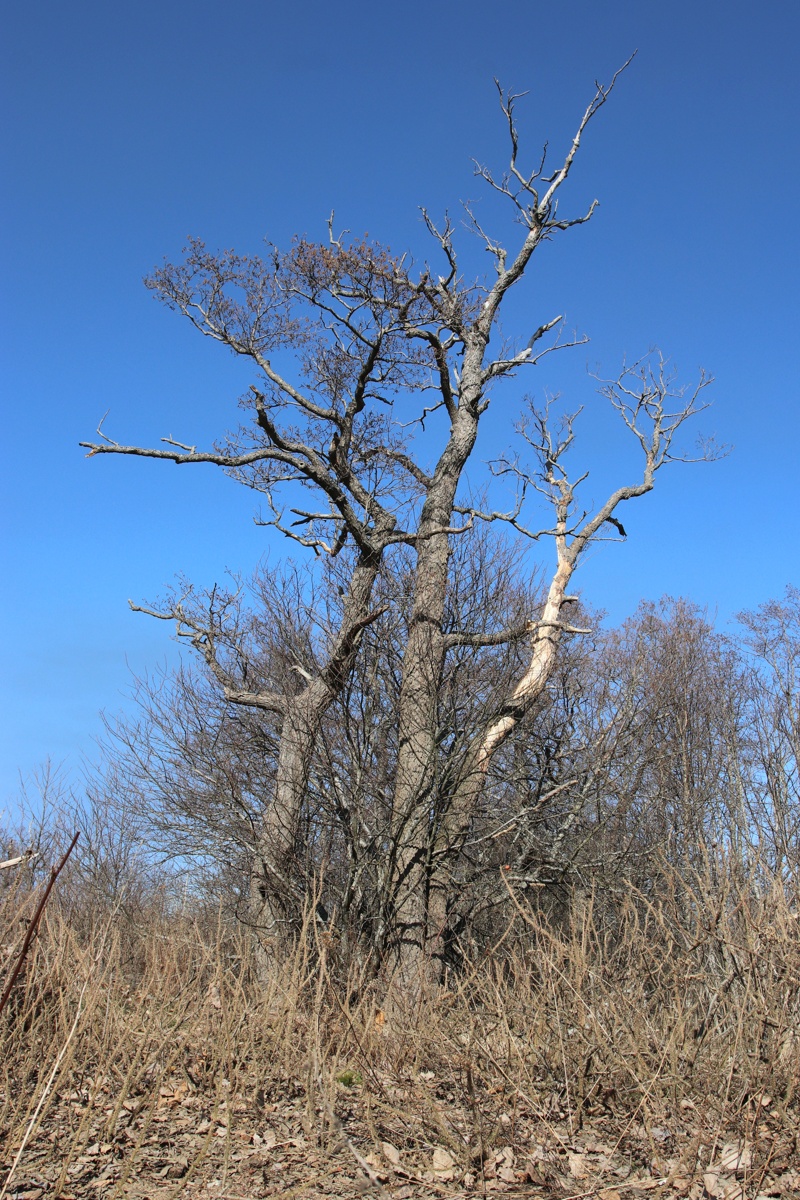 Изображение особи Alnus glutinosa.
