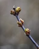 Acer negundo. Верхушка веточки с распускающимися генеративными почками. Волгоградская обл., Камышинский р-н, природный парк \"Щербаковский\", склон балки. 12.04.2026.