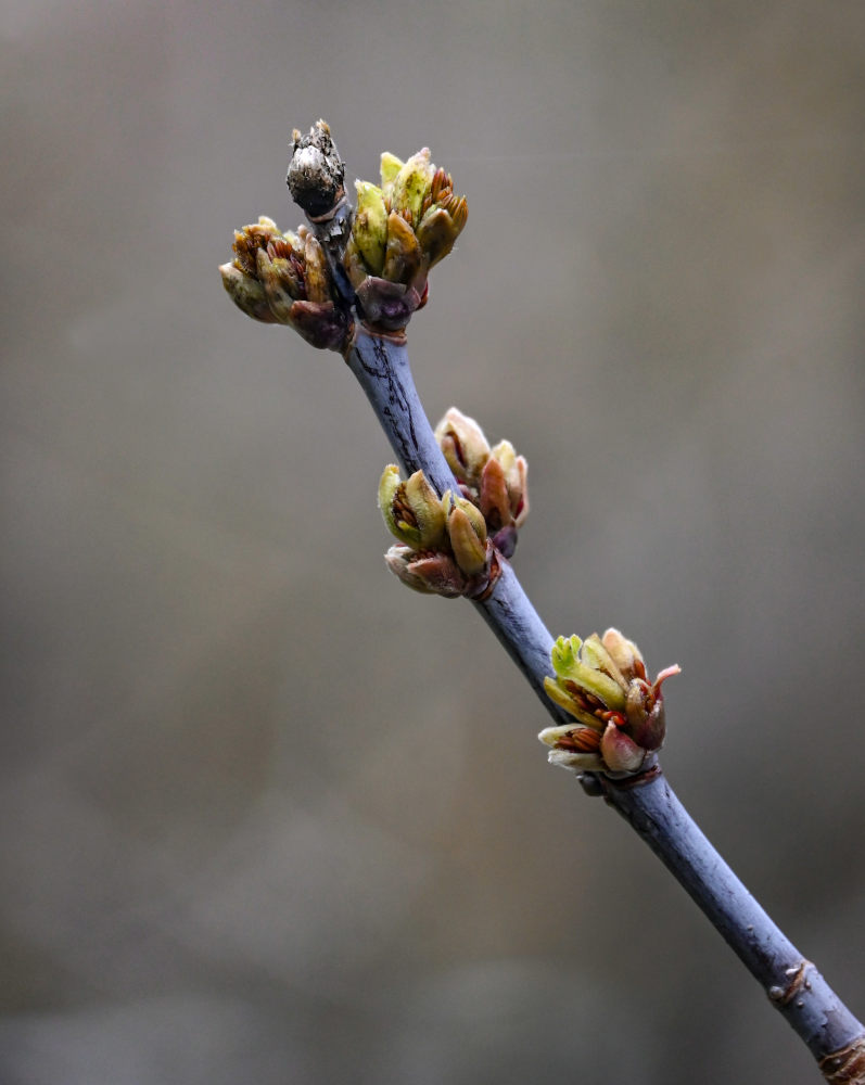 Image of Acer negundo specimen.