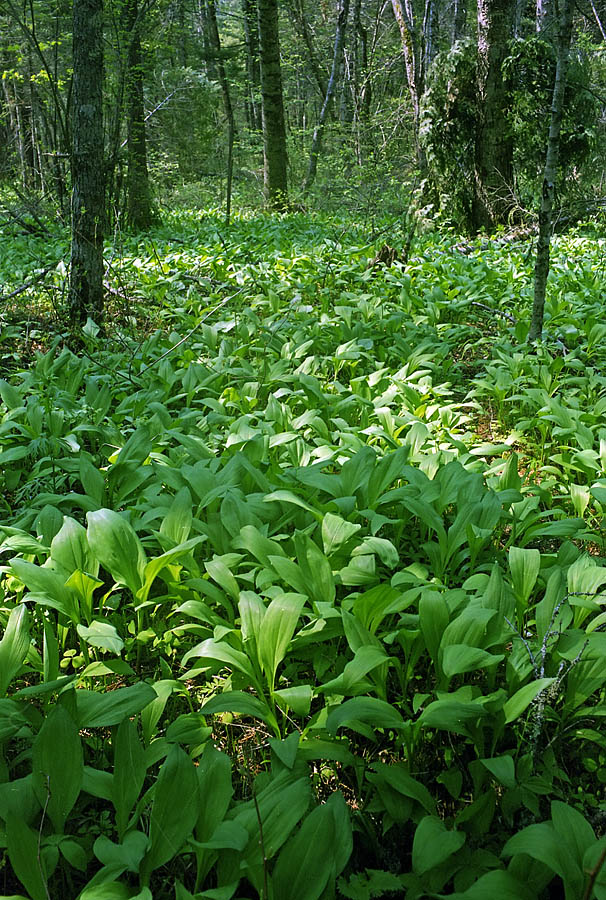 Image of Allium ochotense specimen.