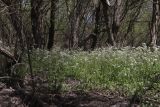 Cardamine tenera. Цветущие растения. Крым, Севастополь, Байдарская дол., окр. с. Передовое, берег ручья Кобалар-Су, в ивняке. 08.05.2026.